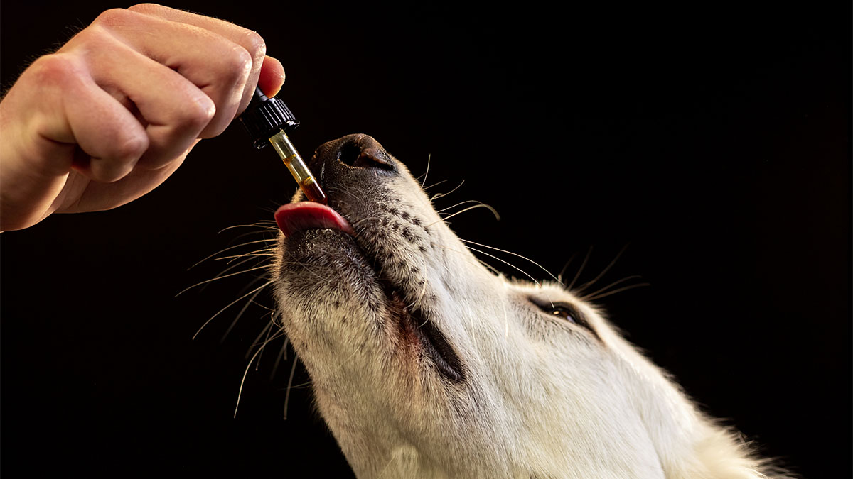 Image of Dog Drinking CBD Oil Tincture