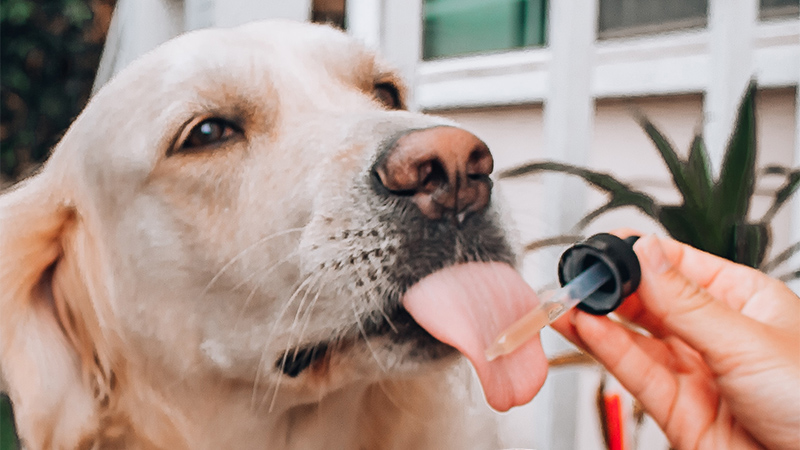 Image of Dog with tongue out and having CBD Oil