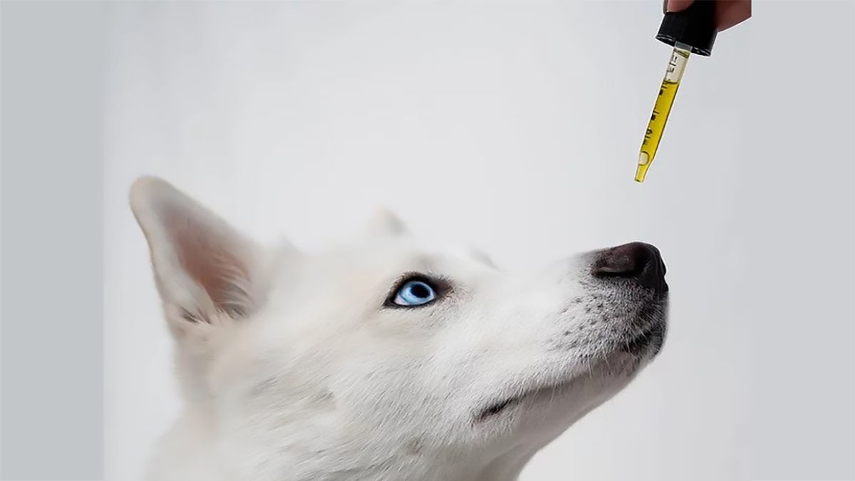Image of Dog Being Given CBD Oil